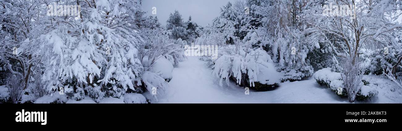 Winter forest,  Seattle, Washington, USA Stock Photo