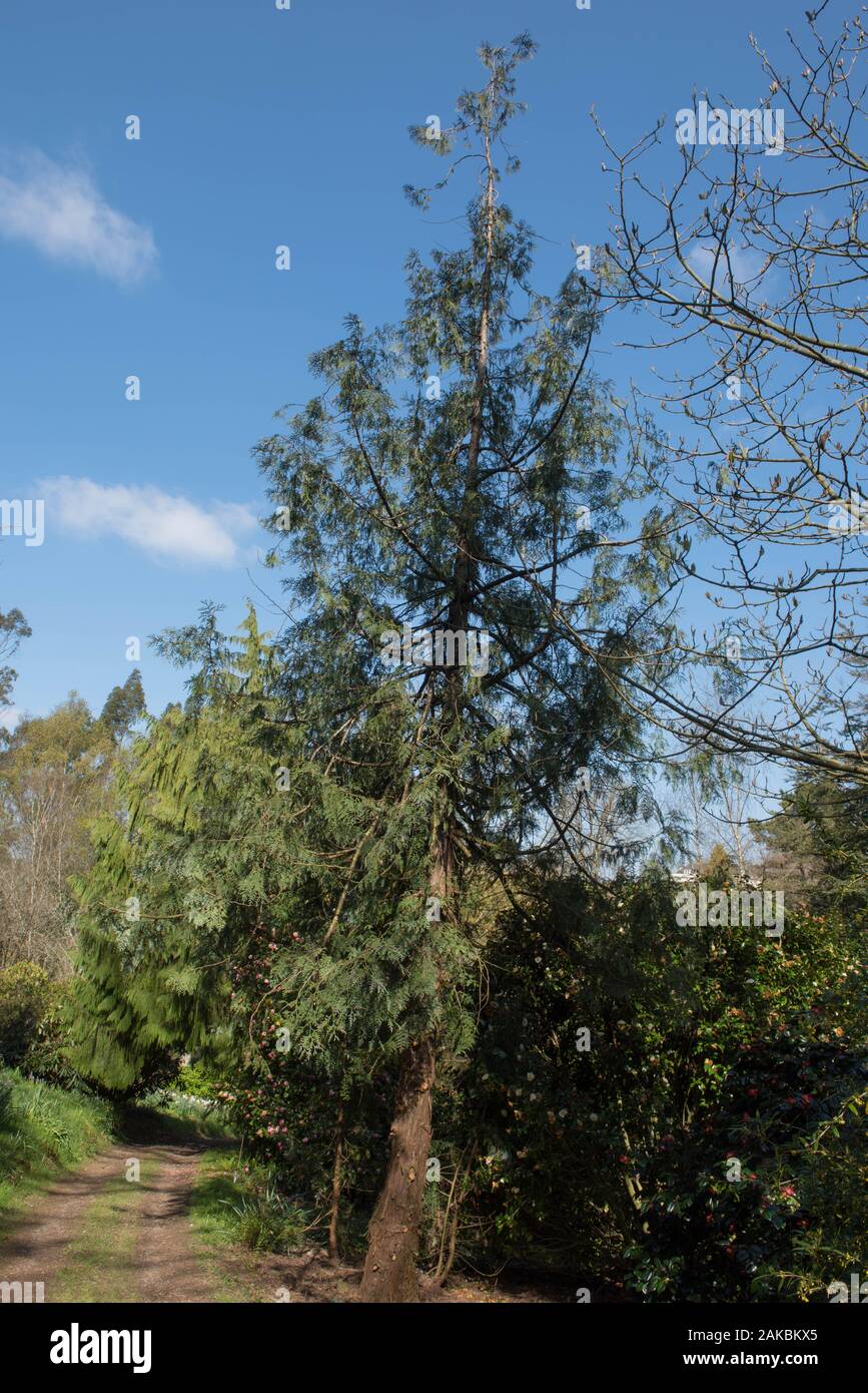 Korean Arborvitae Evergreen Tree (Thuja koraiensis) in a Woodland Garden in Rural Devon, England, UK Stock Photo