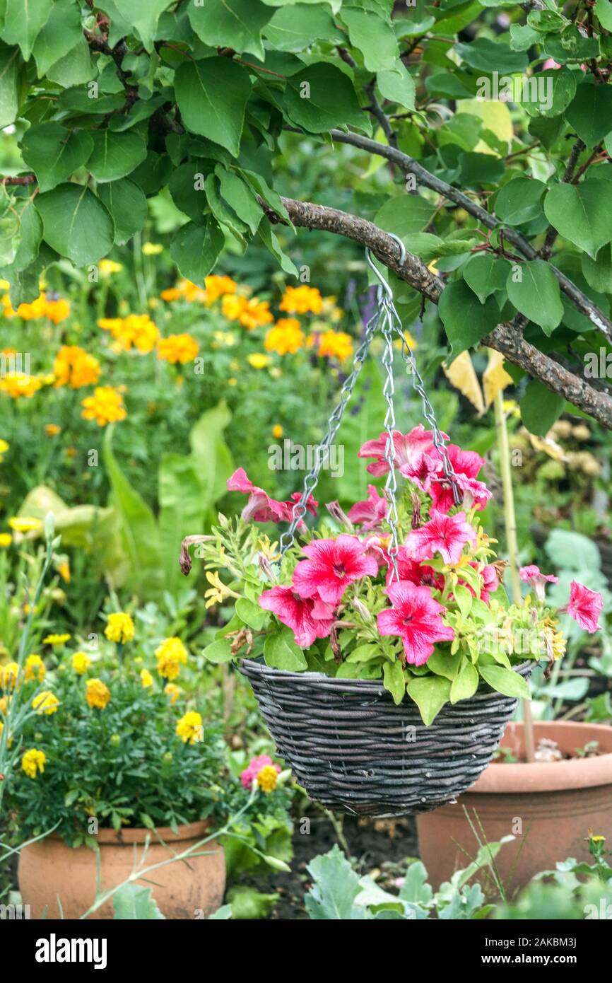 Wicker flower pot hanging on a tree branch in late summer garden Stock Photo