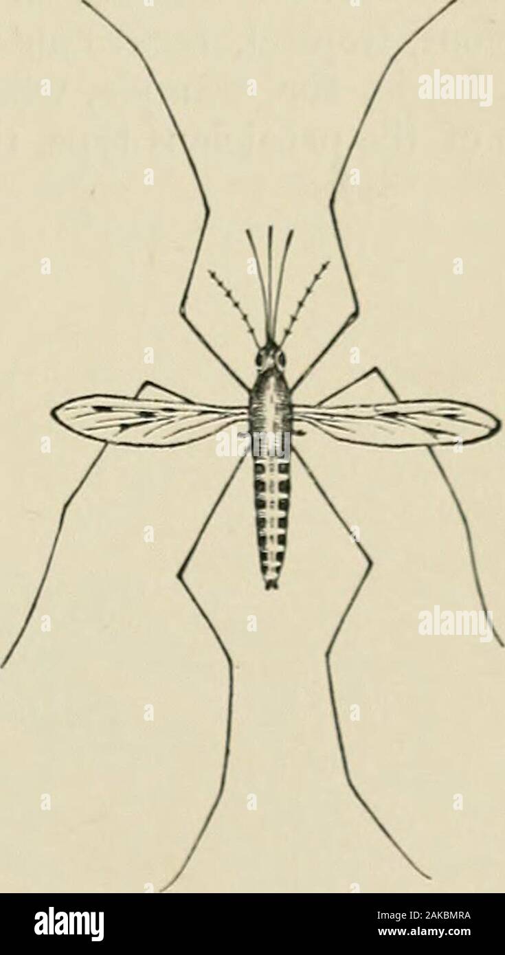 A manual of practical hygiene for students, physicians, and health officers . Anopheles maculipennis. Male. Anopheles maculipainis. Female. 105 and 106) has the dappled wings described by Ross. The palpiare black. 2. Anopheles punetipenuis has a yellowish-white spot extendingabout three-fourths of the length of the front margin of the wing.(Figs. 107 and 108.) 3. Anopheles crucians.—The scales of the last wing-vein are white,1 Insect Life, ITI., p. 403. * Mosquitoes, New York, 1901, p. 230. 698 THE RELATION OF INSECTS TO HUMAN DISEASES. marked with three black spots. The palpi are marked with Stock Photo