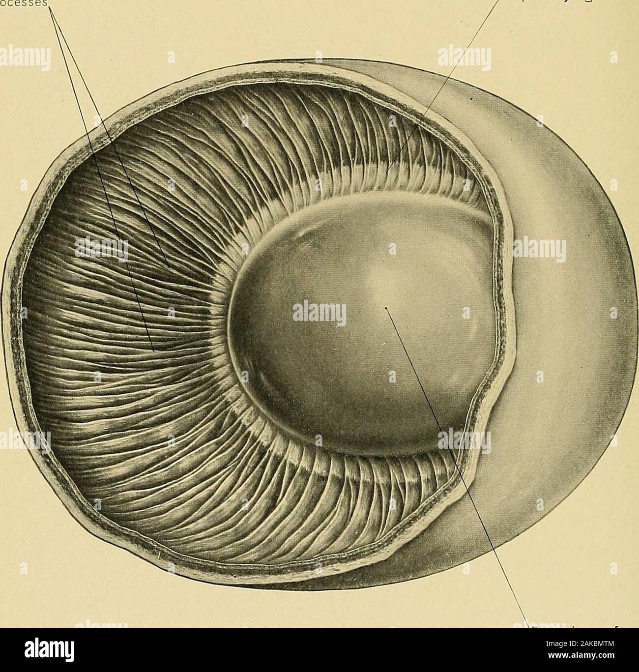 Surgical anatomy : a treatise on human anatomy in its application to the practice of medicine and surgery . Lamina suprachoroidea EXTERNAL AND MIDDLE COATS OF THE EYEBALL.369 PLATE Ciliary processes. Suspensory ligament of lens. Posterior surface of lens CILIARY REGION (FROM LIONS EYE IN MUSEUM OF UNIVERSITY OF PENNSYLVANIA), 372 THE EYEBALL. 373 side of the triangle extends from tlie sclero-corneal junction tosvard the ciliaryprocesses; and at the angle of junction of the other two sides it joins the anteriormargin of the choroid. It consists of fasciculi of muscular tissue, the intersticesof Stock Photo