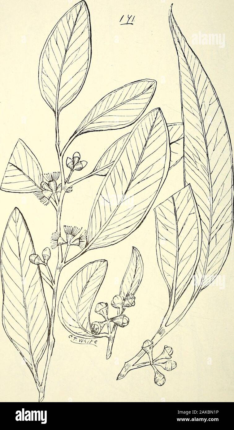 Comprehensive catalogue of Queensland plants, both indigenous and naturalisedTo which are added, where known, the aboriginal and other vernacular names; with numerous illustrations, and copious notes on the properties, features, &c., of the plants . Ti o -w. s o (j-,C c ^ 5 u  e 6. ^•T-wU, 170 bis. Eucalyptus Stoneana. Bail. L98 LI. MYRTACE/E.. i?i. Eucalyptus insulana, Bail- Stock Photo