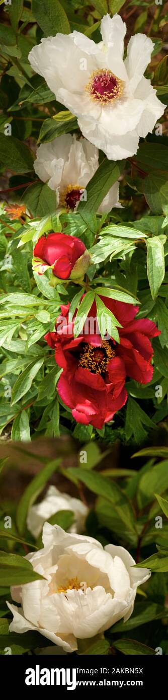 Spring peonies, Seattle, Washington, USA Stock Photo