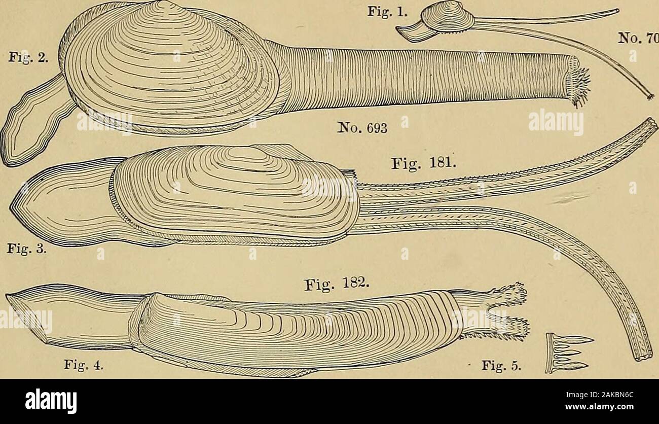 Report of the Commissioner - United States Commission of Fish and Fisheries . EXPLANATION OF PLATE XXVI. Figure 179.—Mya arenaria, (p. 672;) -with animal in extension, reduced to one-halfthe natural size. 180.—Angulus tener, (p. 677 ;) animal reduced one-half. 181.—Tagelus gibbus, (p. 675;) with animal, the siphons not fully extended,one-half natural size. 182.—Ensatella Americana, (p. 674;) with animal extended, one-half naturalsize. The figure at the right shows some of the terminal papillae en-larged. 183.—Teredo navalis, (p. 669 ;) enlarged two diameters. 184, A.—Venus mercenaria, (p. 681; Stock Photo