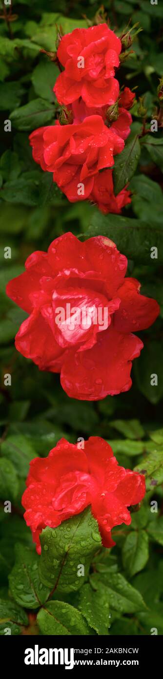 Rose Raindrop High Resolution Stock Photography and Images - Alamy