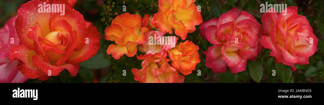 Raindrop on red flower hi-res stock photography and images - Alamy