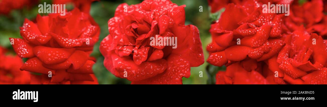 Raindrop on red flower hi-res stock photography and images - Alamy