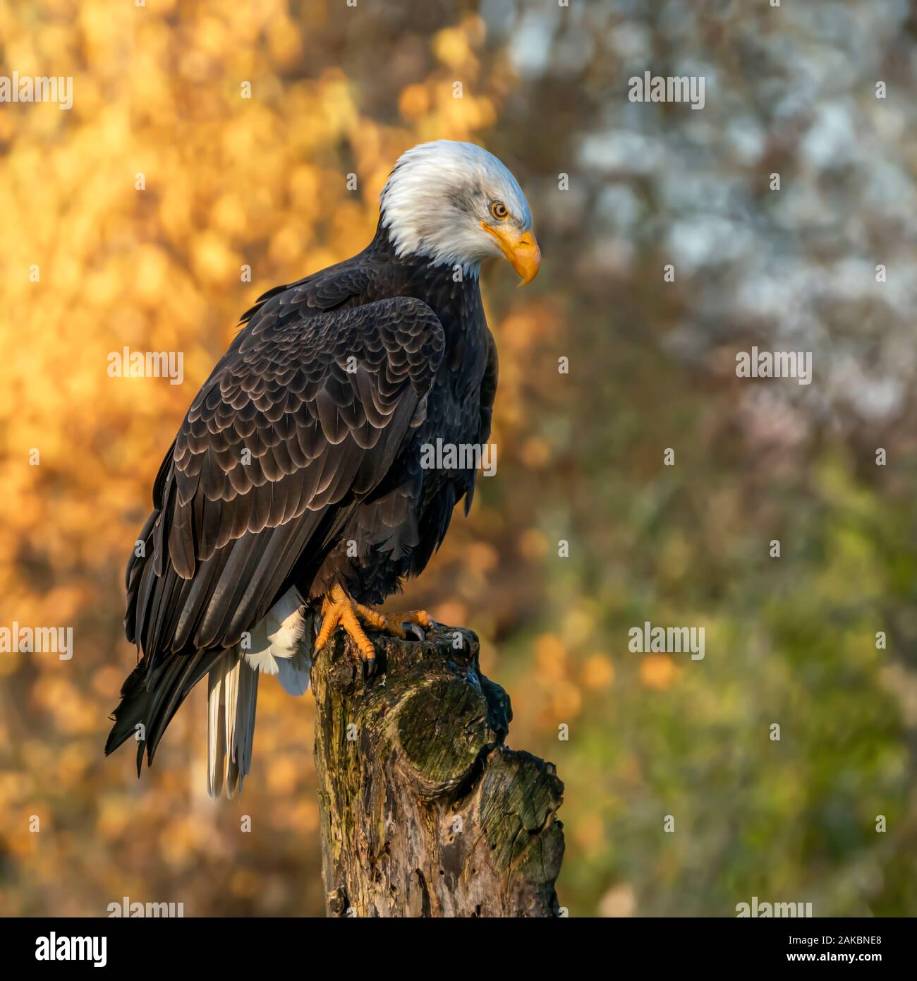 Beautiful and majestic bald eagle / American eagle  (Haliaeetus leucocephalus)  on a branch. Autumn  background with yellow, brown and green colors. Stock Photo