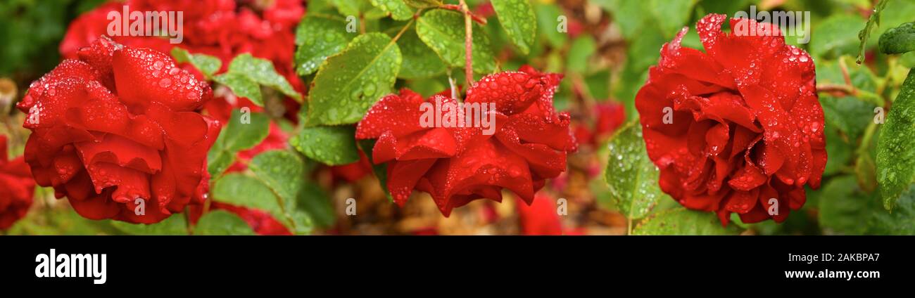 Red rose with dew drops hi-res stock photography and images - Alamy