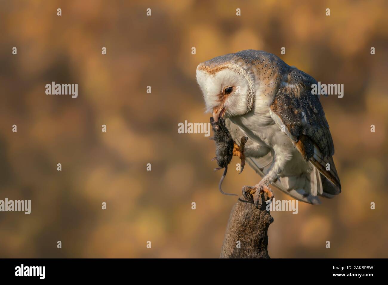 Cute And Beautiful Barn Owl Tyto Alba On A Branch Eating A Mouse