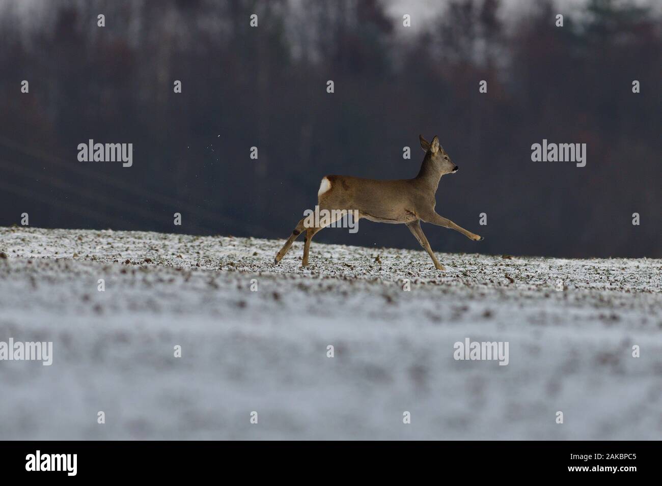 Roe deer running on a snowy agriculture field in winter Stock Photo - Alamy