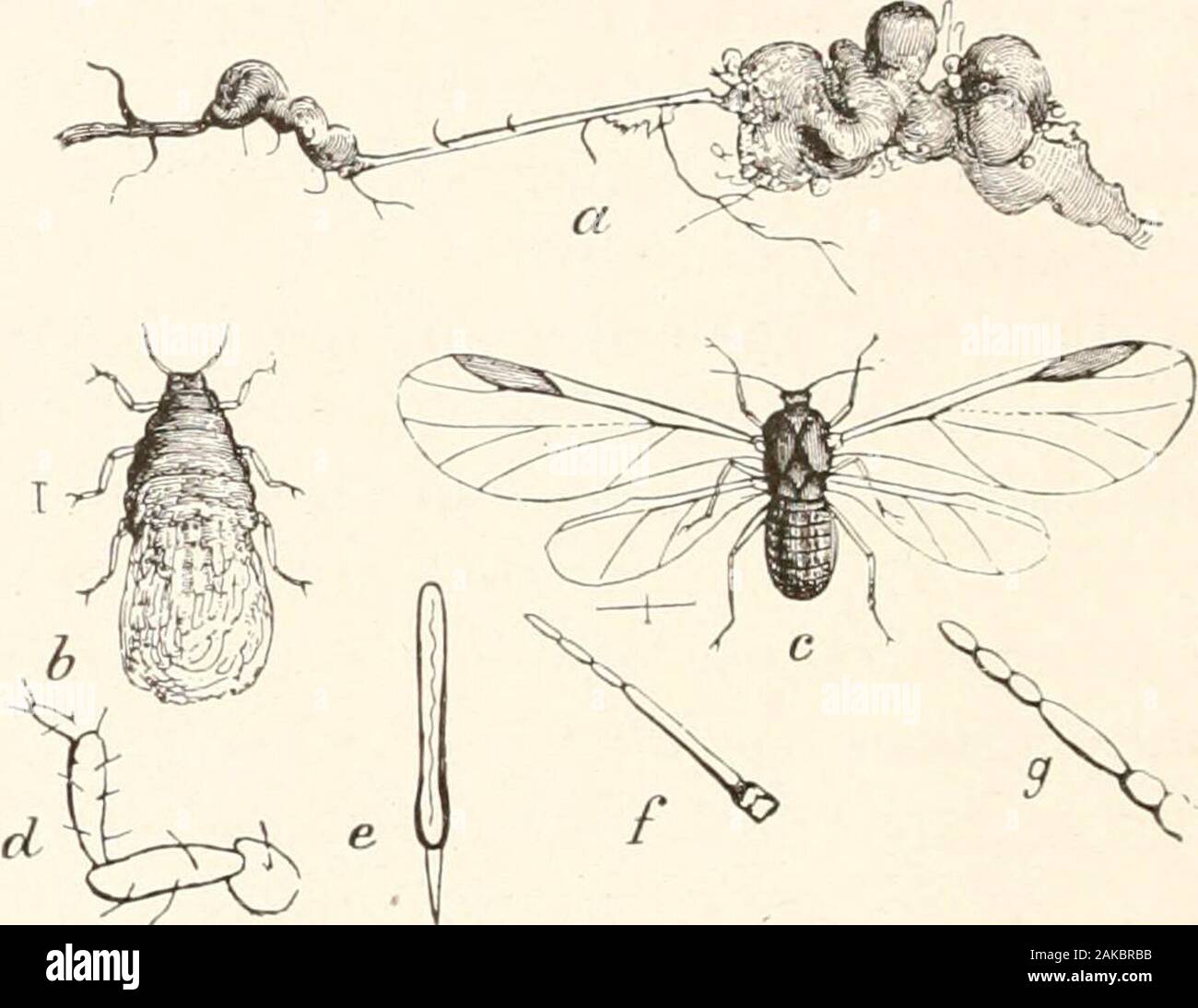 Directions for collecting and preserving insects . FIG. 20.—A Treehop