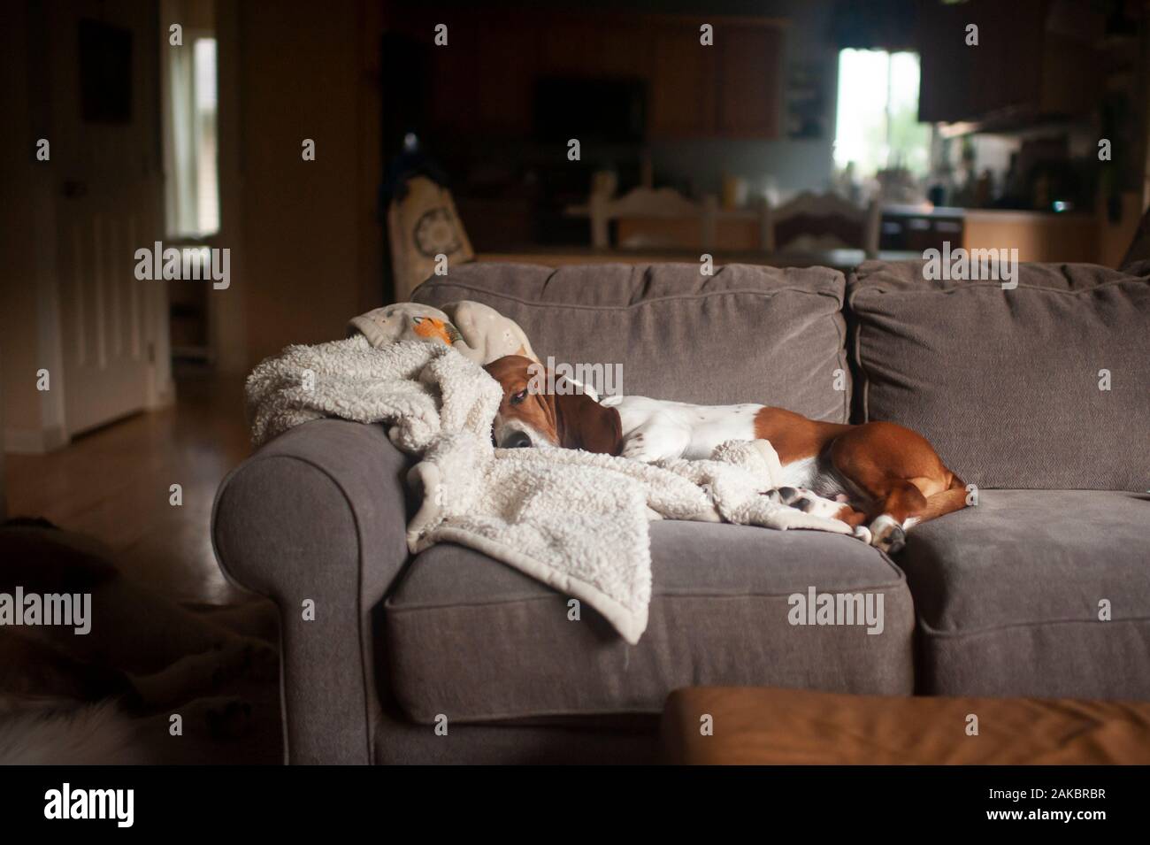 Basset Hound dog sleeping on couch at home in living room Stock Photo