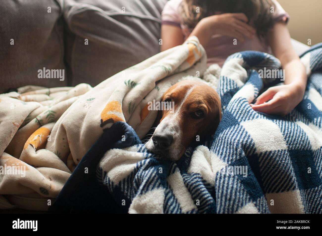 Cute Basset hound dog laying in a bunch of blankets next to girl Stock