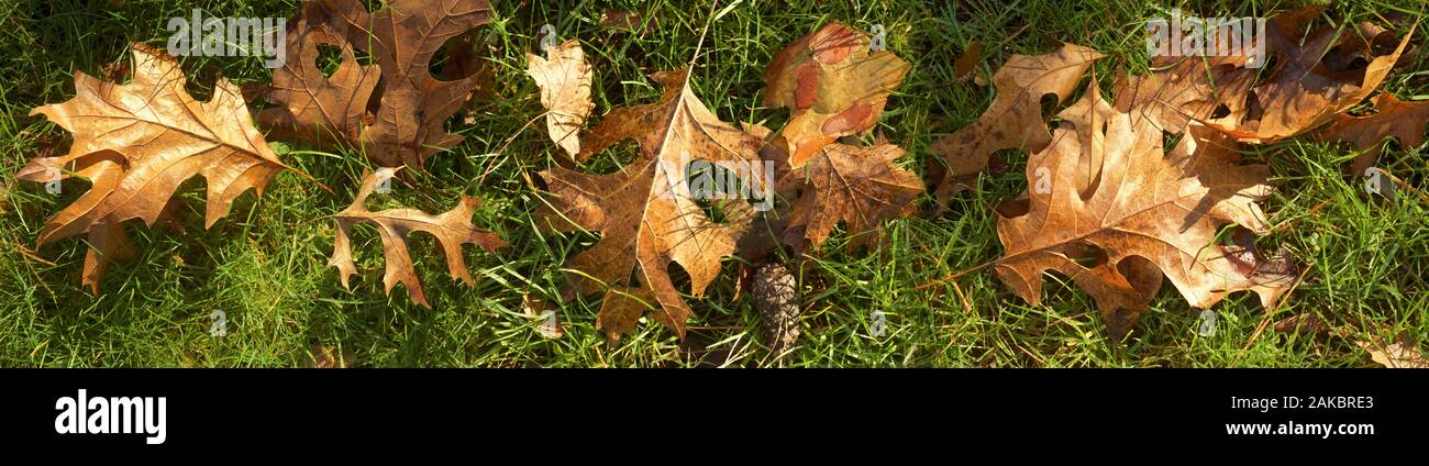 Dry leaves on grass Stock Photo