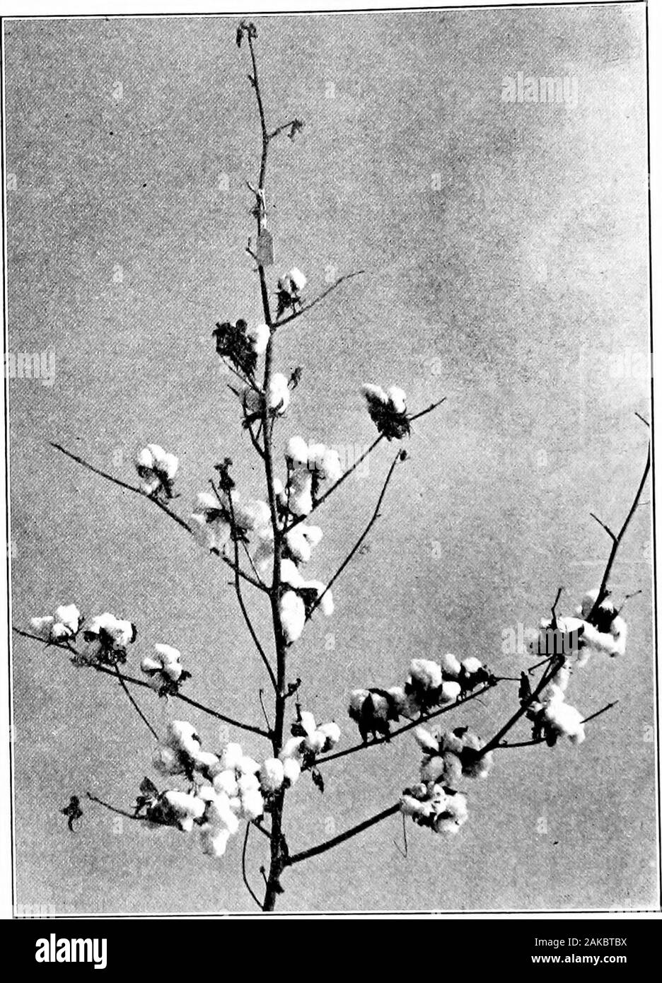 Southern field crops (exclusive of forage plants) . p a large propor-tion of the fruit when con-ditions of soil and weatherare unfavorable : (2) The small size of boll;and (3) The large proportionof trash which must usuallj- be included with the seedcotton when picking, —this trash consisting largely of thebracts, which at an earlier stage formed the square.Examples of cluster varieties are .Jackson and Dickson. 258. Semicluster group. — The varieties of this classpresent somewhat the appearance of cluster cottons, butthe fruiting limbs in the middle of the plant are of short tomedium length ( Stock Photo