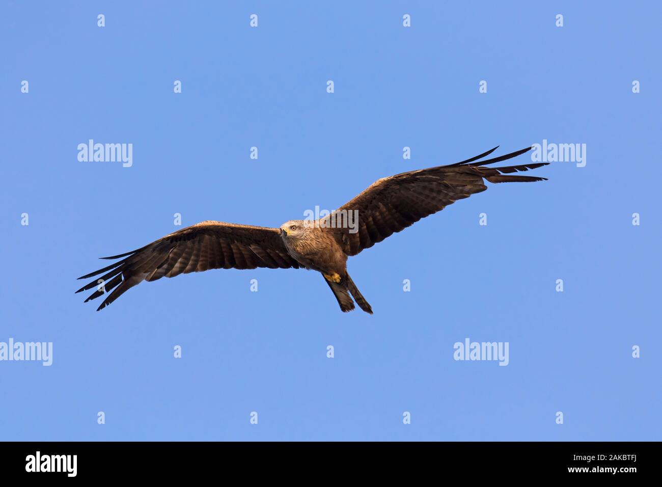 Black kite (Milvus migrans) in flight, migratory bird soaring against blue sky Stock Photo