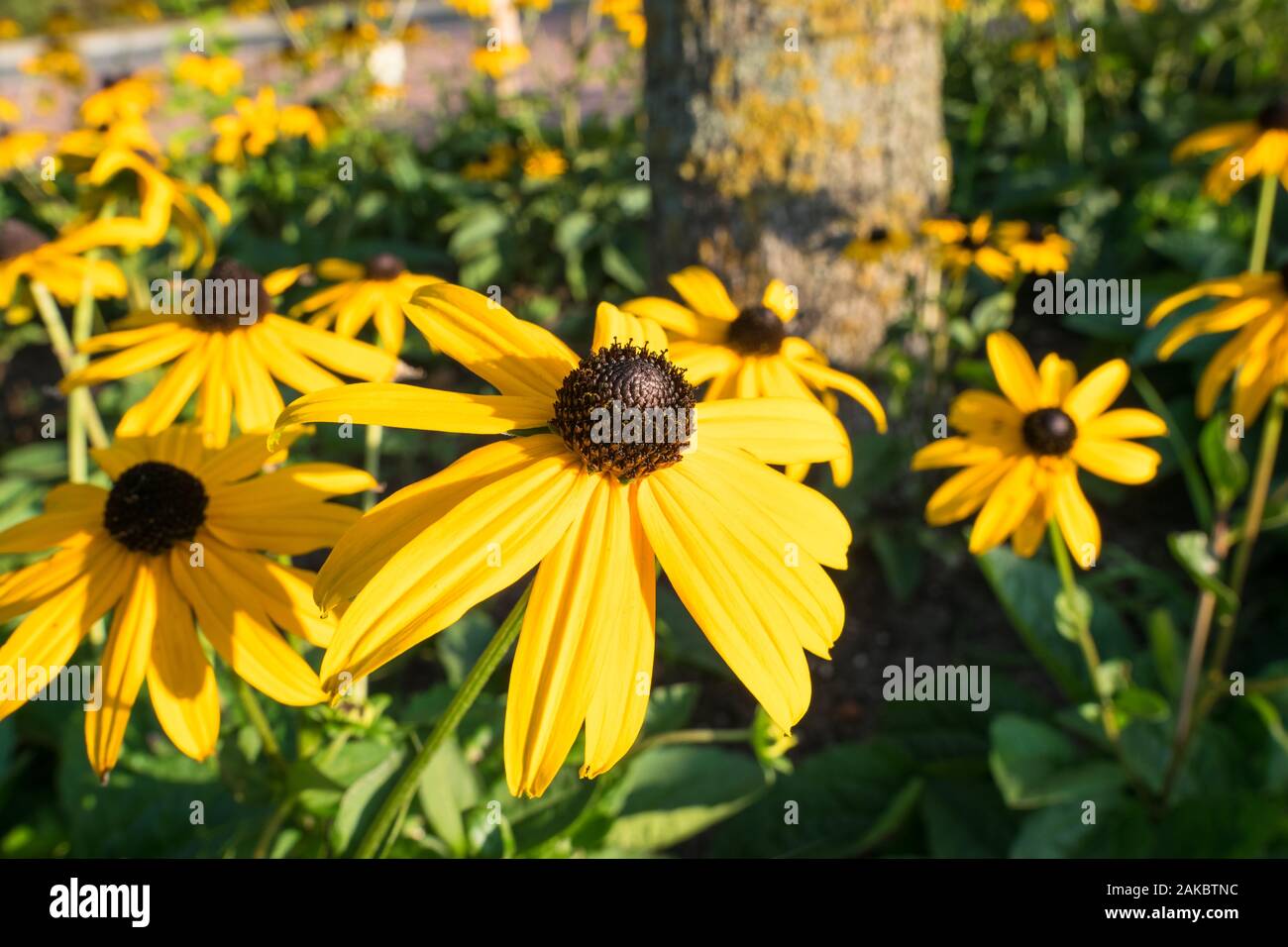 Echinacea paradoxa hires stock photography and images Alamy