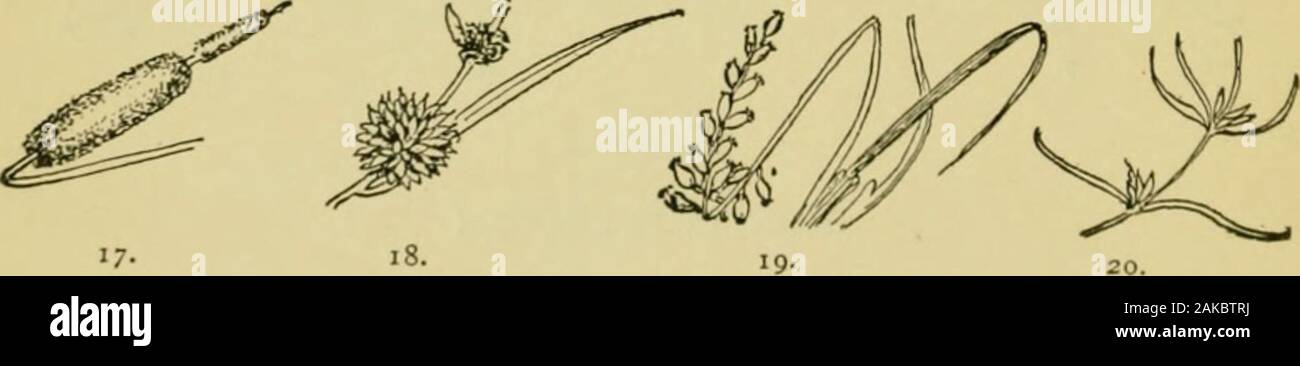 An illustrated guide to the flowering plants of the middle Atlantic and New England states (excepting the grasses and sedges) the descriptive text written in familiar language . 7. Perianth adherent to the surface of the ovary. (15, 16) Vallisxeriaceae. Pg. 108 7. Perianth not adlierent to the ovary, flowers subtended by a small leaf-like sheath, one or few in heads Heteranthera in Poxtederiaceae. Pg. 116 8. Perianth of bristles, hairs or scales 9 8. Flowers with minute perianth or none 11 8. Perianth of well-developed and conspicuous parts .... 12 9. Perianth of bristles or hairs, flowers in Stock Photo