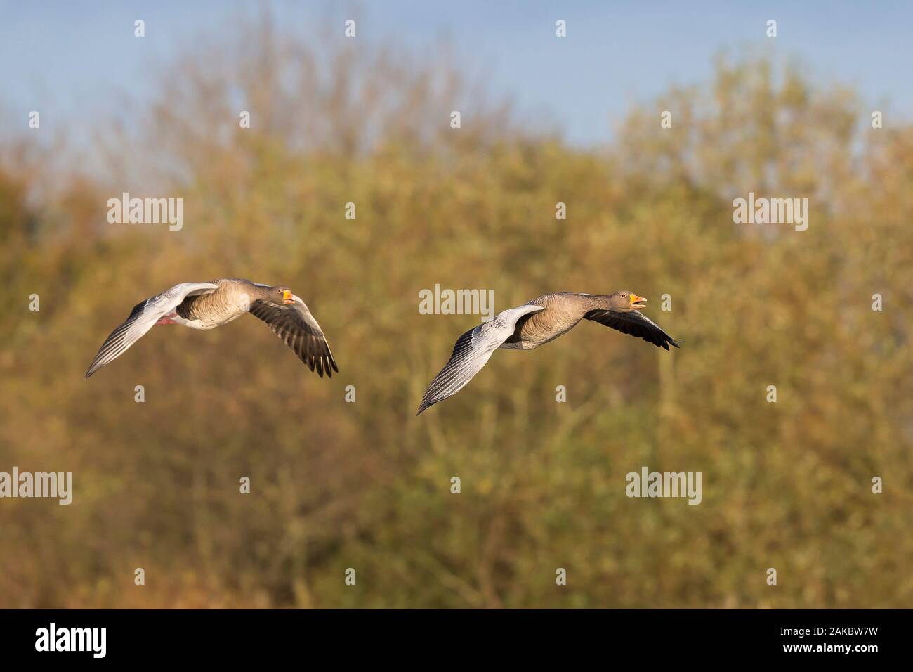 Wild UK greylag geese (Anser anser) isolated in midair flight, two together. Greylag geese pair flying free at wetlands reserve in autumn sunshine. Stock Photo