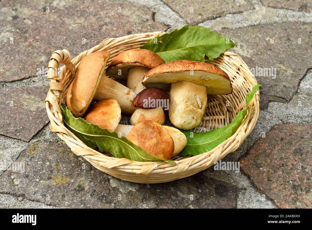 Italy, Liguria, La Spezia province, mountain village of Varese Ligure, Albergo Amici, morning picking mushrooms Stock Photo