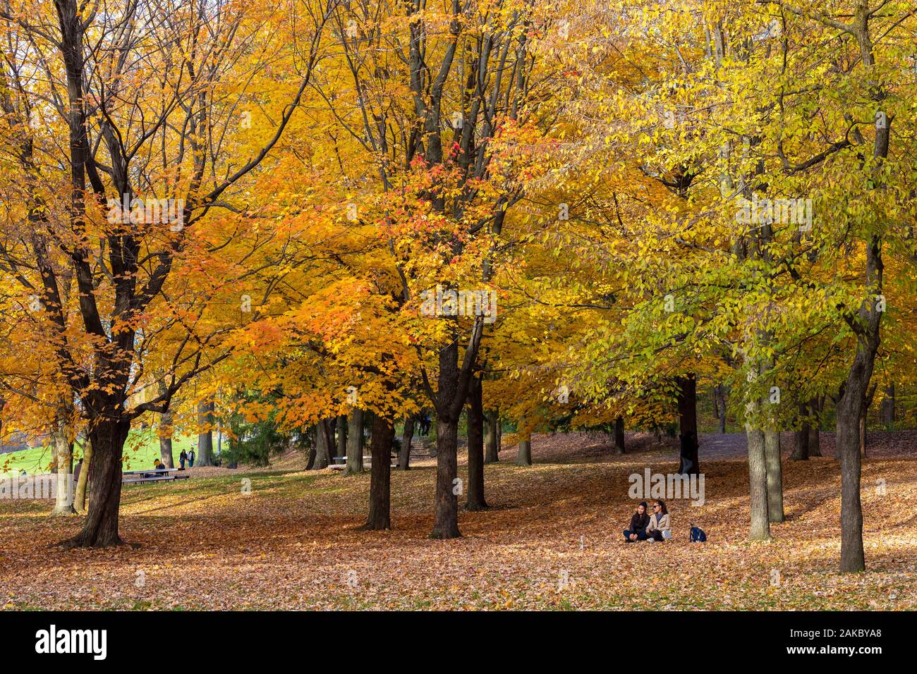 Canada, Province of Quebec, Montreal, Mount Royal Park, the colors of Indian summer Stock Photo