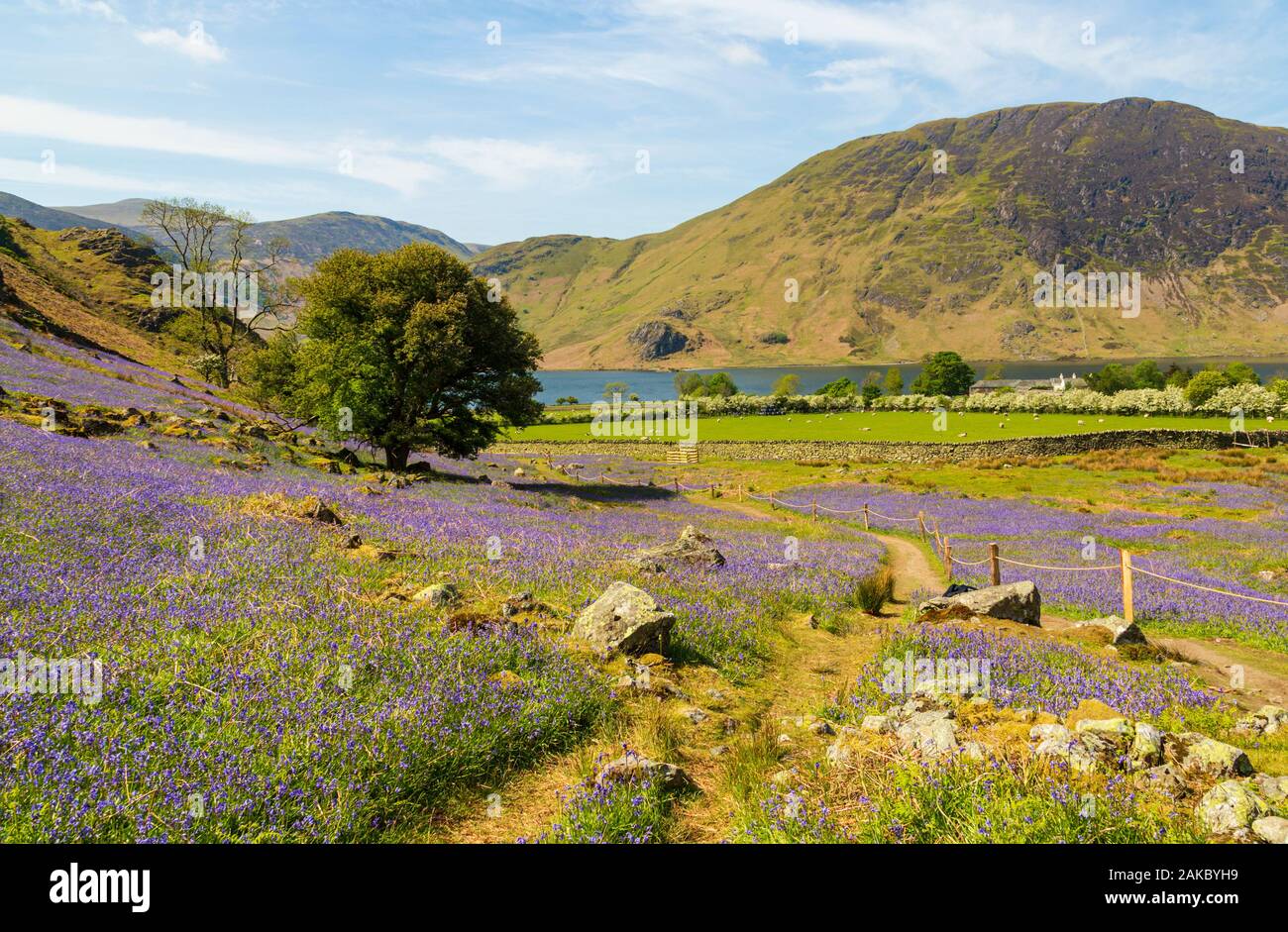 Bluebells at Rannerdale overlooking Crummock Water in the Lake District in Cumbria Stock Photo