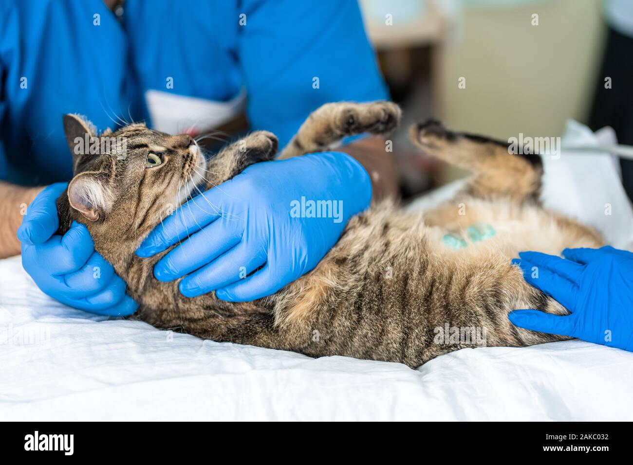 Veterinarians carry through an ultrasound examination of a domestic cat