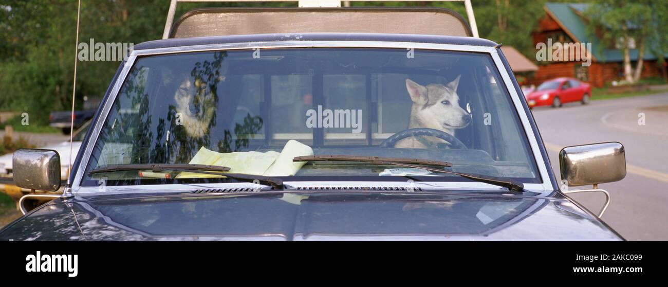Close-up of two dogs in a pick-up truck, Main Street, Talkeetna, Alaska ...