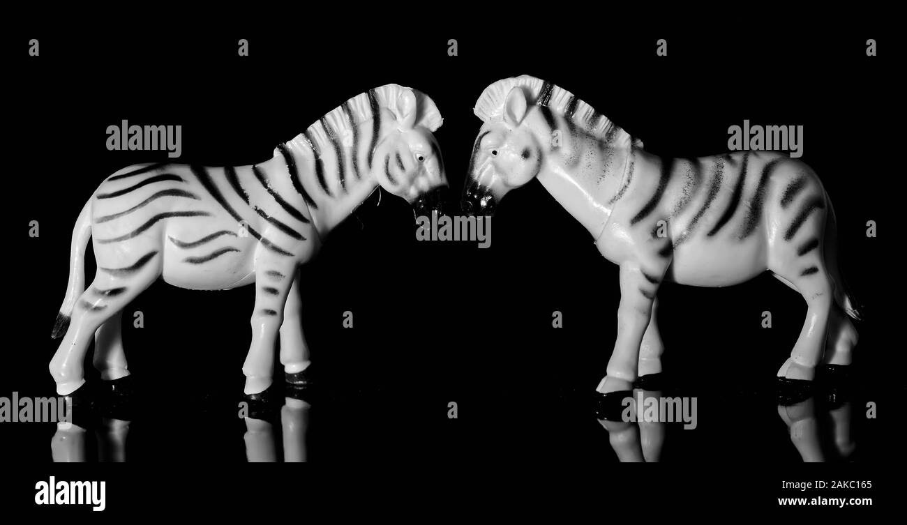 Two full body zebra figurines face to face on glossy black background with reflections Stock Photo