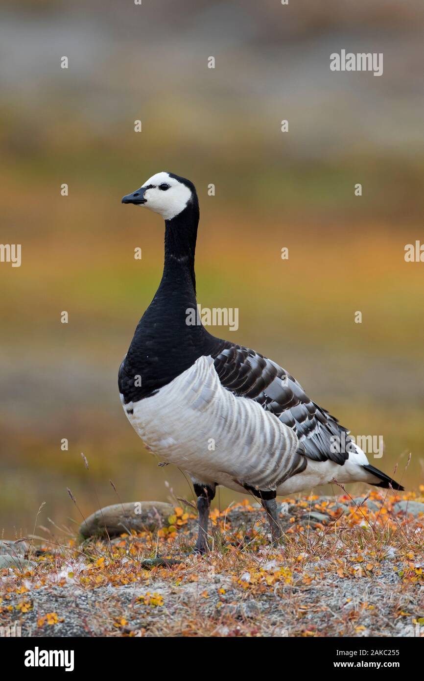 Barnacle goose, Migratory, Arctic, Tundra