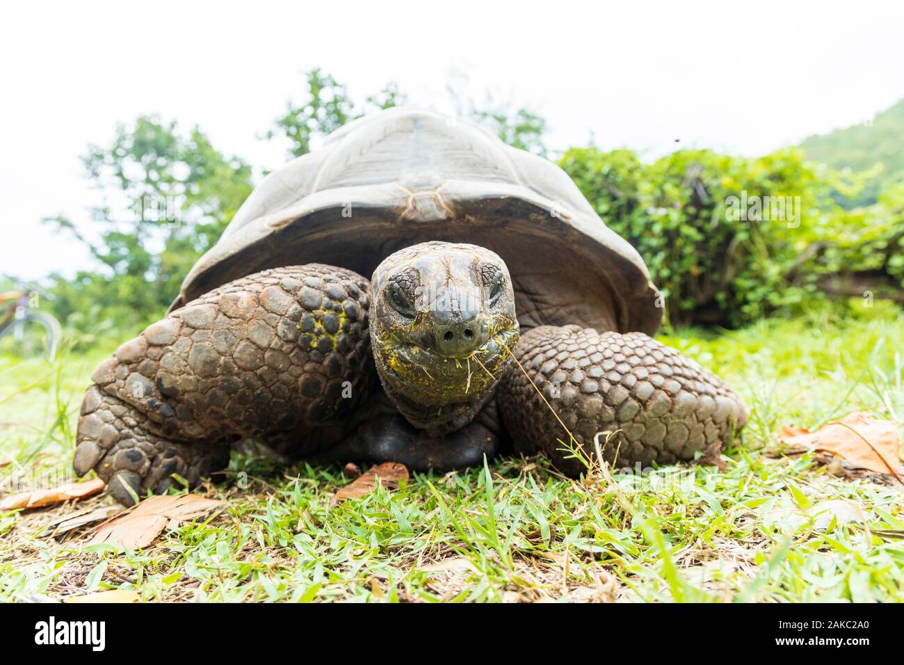 Seychelles, La Digue Island, Giant Tortoise (Aldabrachelys gigantea) in the Anse Sevère Stock Photo