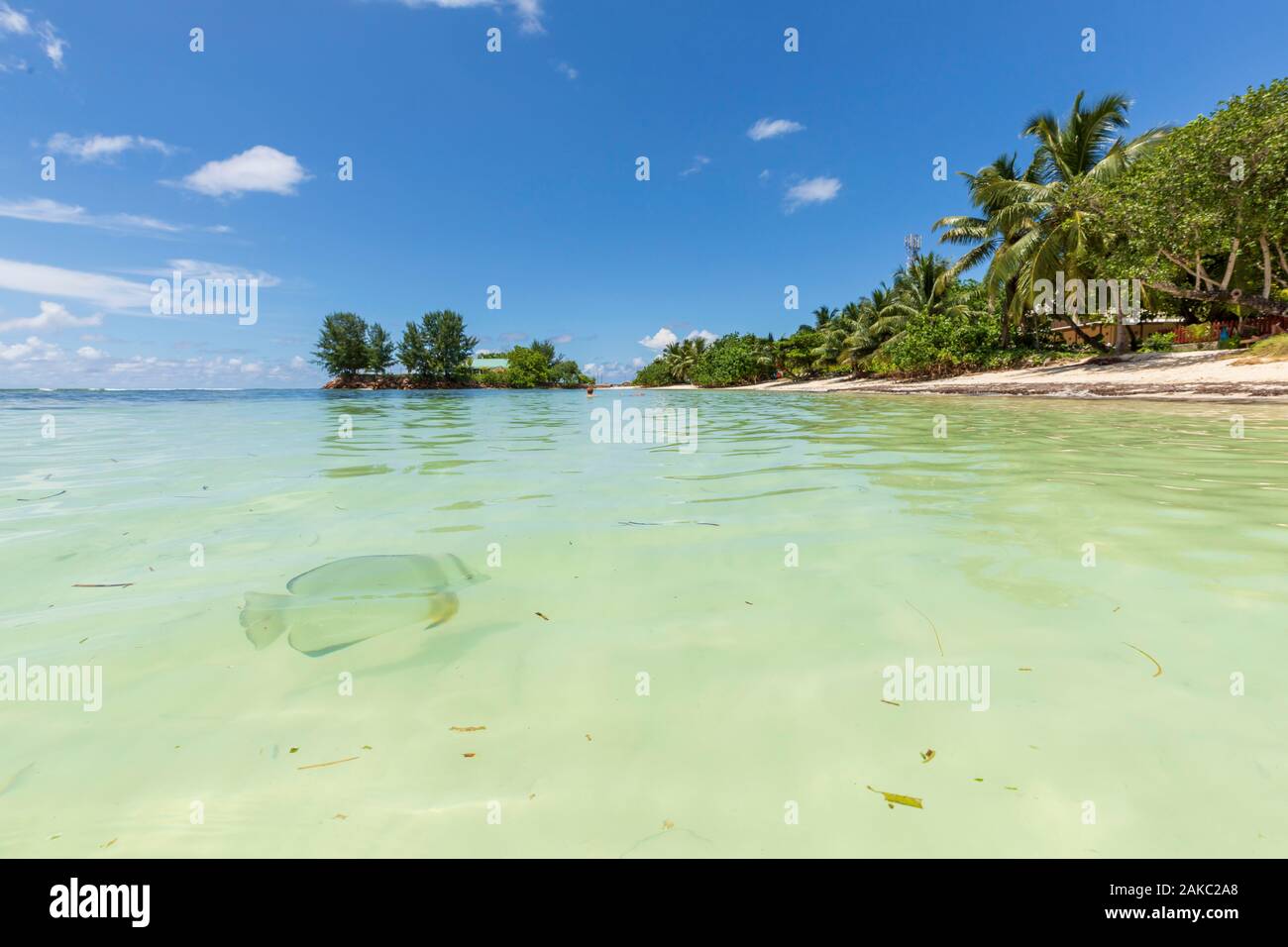 Seychelles, La Digue Island, Platax fish (Platax orbicularis) in Reunion Cove Stock Photo