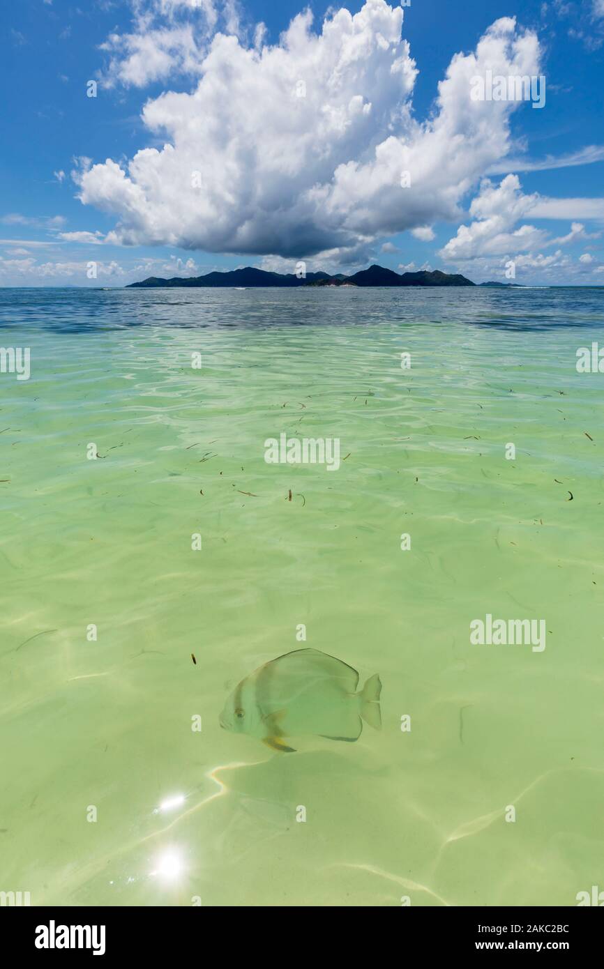 Seychelles, La Digue Island, Platax fish (Platax orbicularis) in Reunion Cove, Praslin Island in background Stock Photo