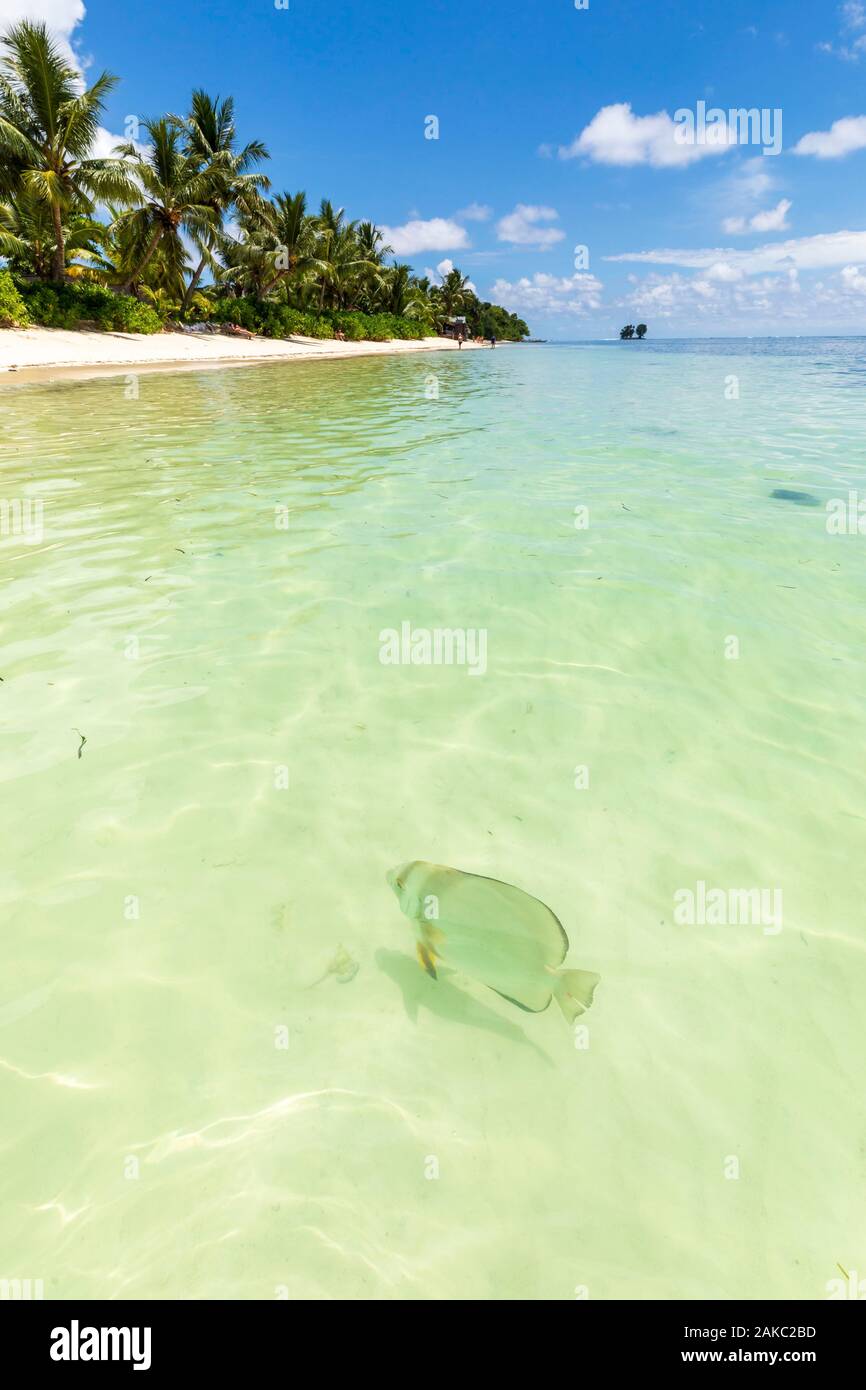 Seychelles, La Digue Island, Platax fish (Platax orbicularis) in Reunion Cove Stock Photo