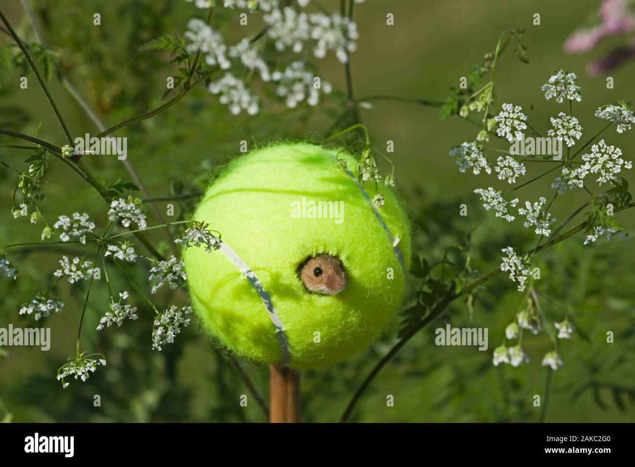 Harvest Mouse Micromys minutus using tennis ball as nest on nature reserve  Norfolk June Stock Photo - Alamy