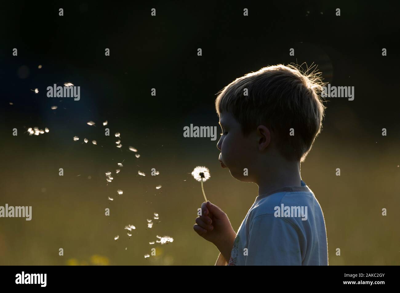 Young boy (James Tipling) blowing dandelion head Norfolk May. Model Released Stock Photo
