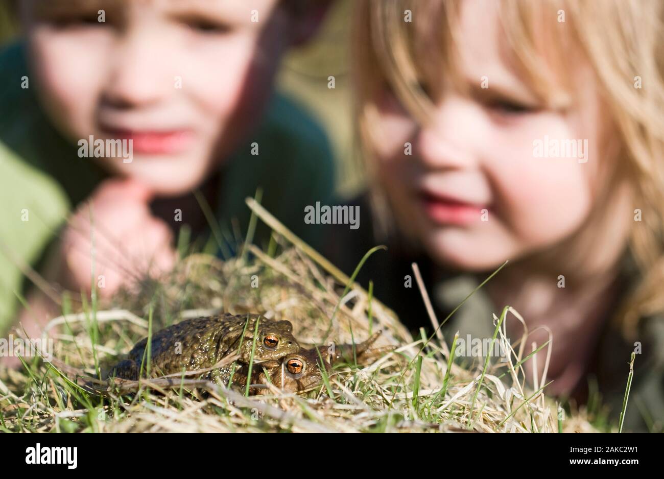 Young children James & Charlotte Tipling) looking at Common Toads Bufo bufo Norfolk April. Model Released Stock Photo