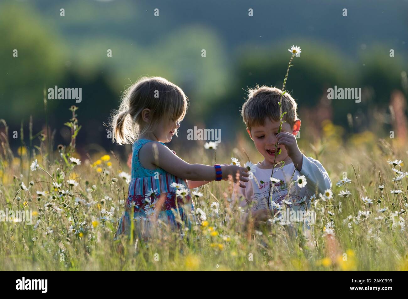 Young children James & Charlotte Tipling) playing in hay meadow Norfolk June. Model Released. Stock Photo