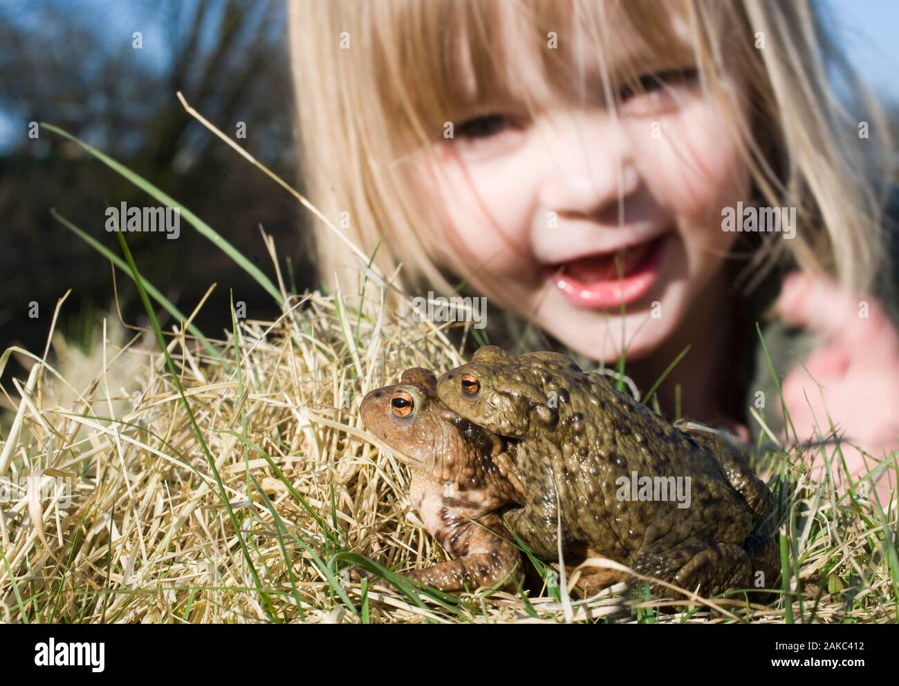Young girl (Charlotte Tipling) looking at Common Toads Bufo bufo Norfolk April. Model Released Stock Photo