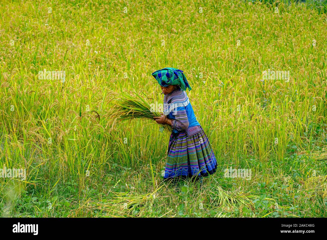 Vietnam, Bac Ha, rice fileds in terrace, Women from Hmong ethnic group ...
