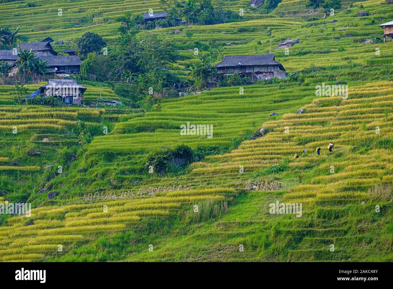 Vietnam, Ha Giang, Hoang Su Phi, a La Chi erthnic group village among ...