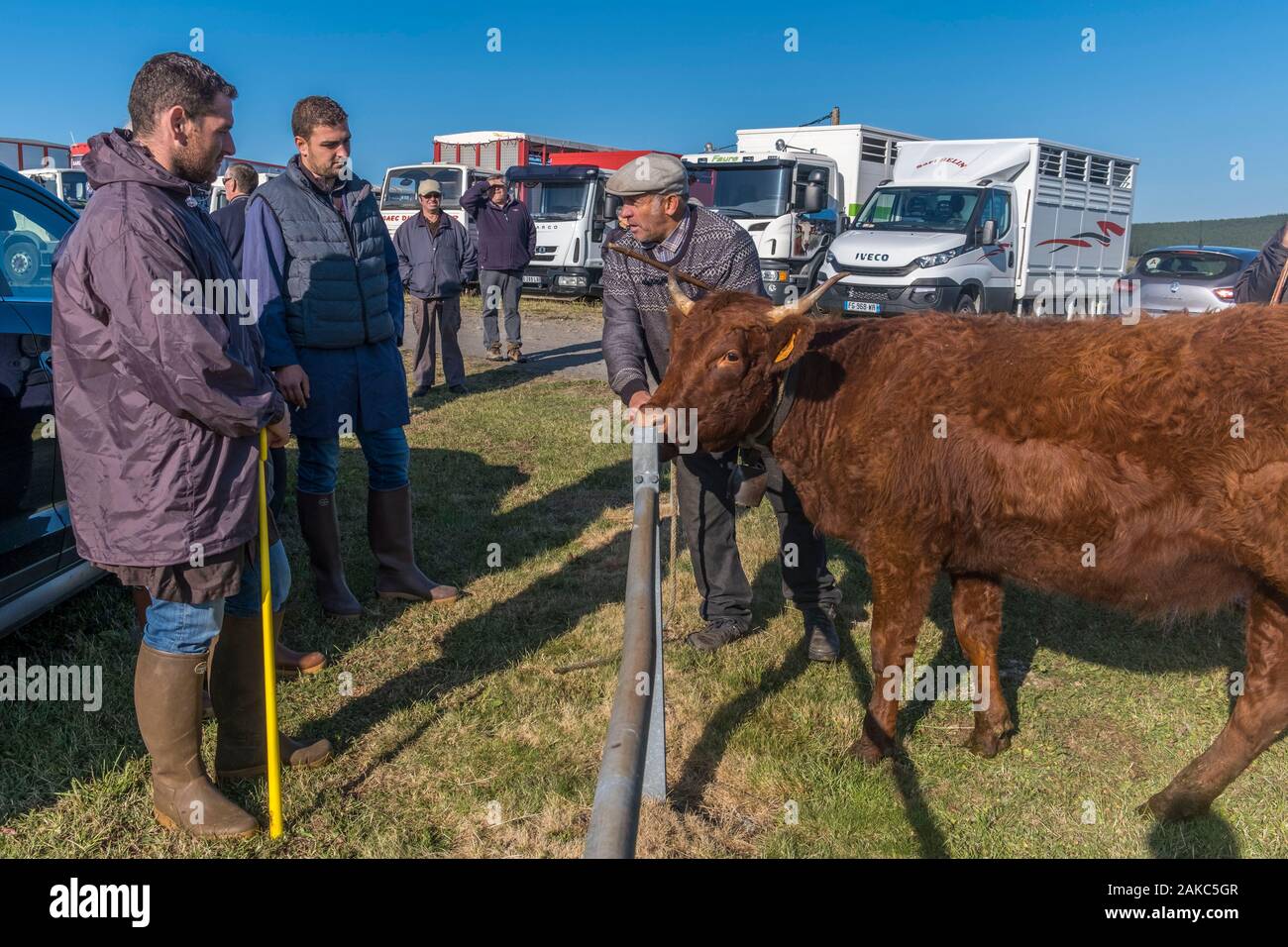 France, Puy de Dome, Brion cattle fair, Rémi Fargeix came to sell some Saler cows, negotiation with potential buyers, Compains, Plateau du Cézallier, Auvergne Volcanoes Regional Nature Park Stock Photo