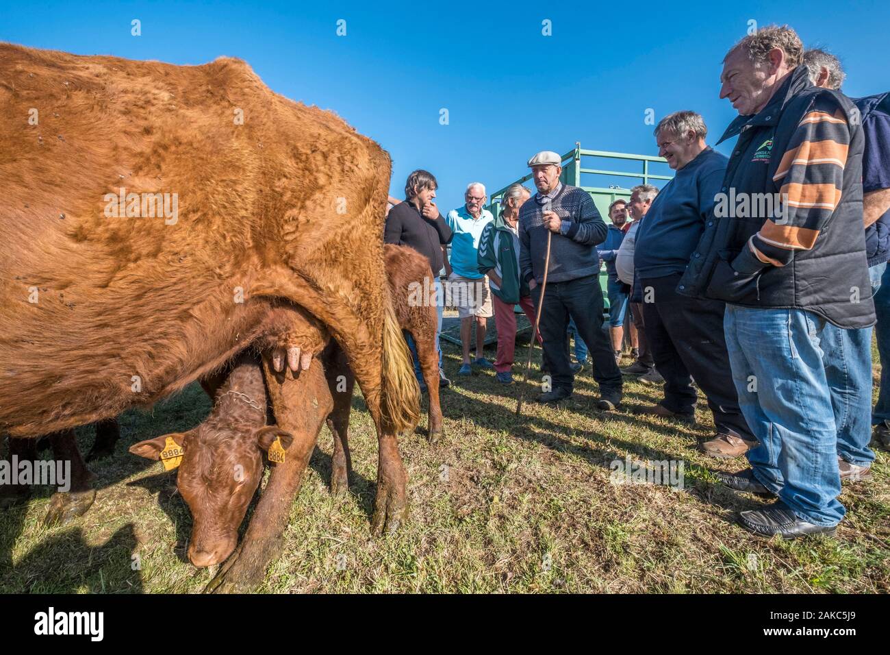 France, Puy de Dome, Brion cattle fair, Rémi Fargeix came to sell some Saler cows, negotiation with potential buyers, Compains, Plateau du Cézallier, Auvergne Volcanoes Regional Nature Park Stock Photo