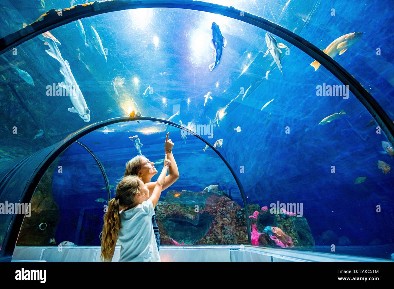 Canada, Quebec province, Quebec, Aquarium of Quebec, Shark Tunnel Stock Photo