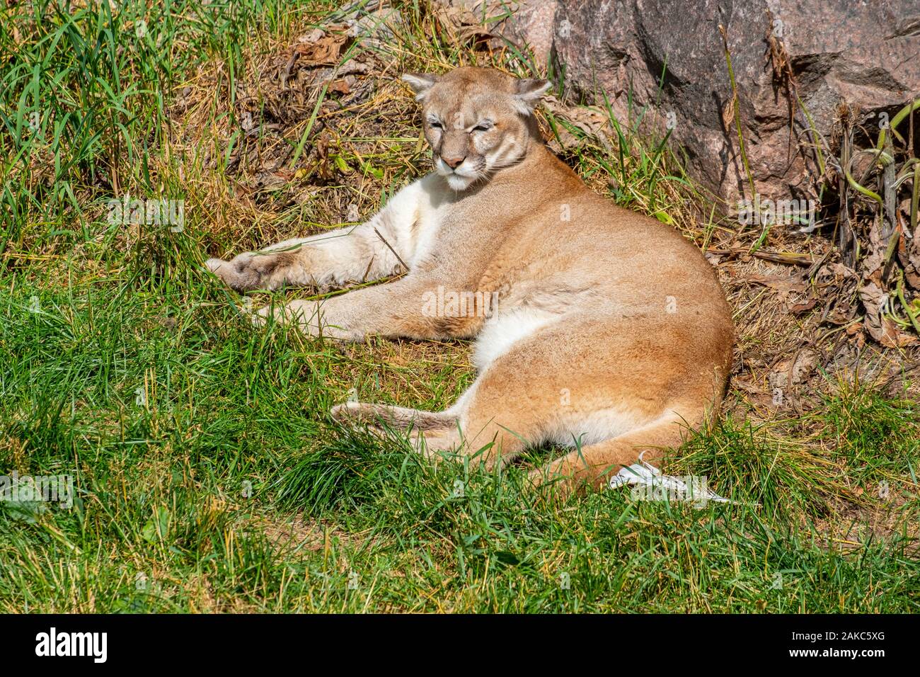 puma au quebec puma au quebec