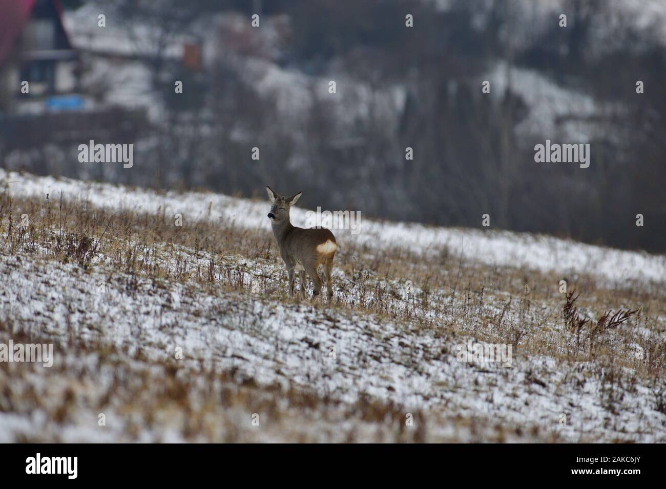 Roe deer in the snow in winter looking for food Stock Photo - Alamy