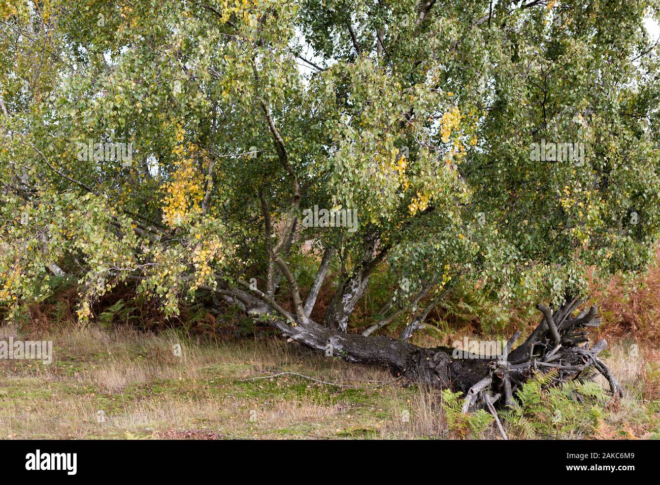 Continued life hi-res stock photography and images - Alamy