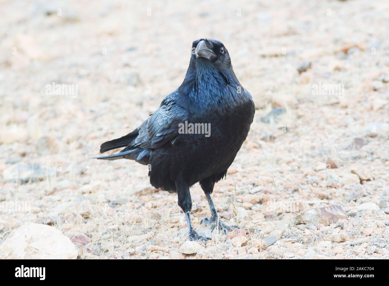Endemic wild common raven (Corvus corax tingitanus) from Fuerteventura, Canary Islands, Spain. Stock Photo
