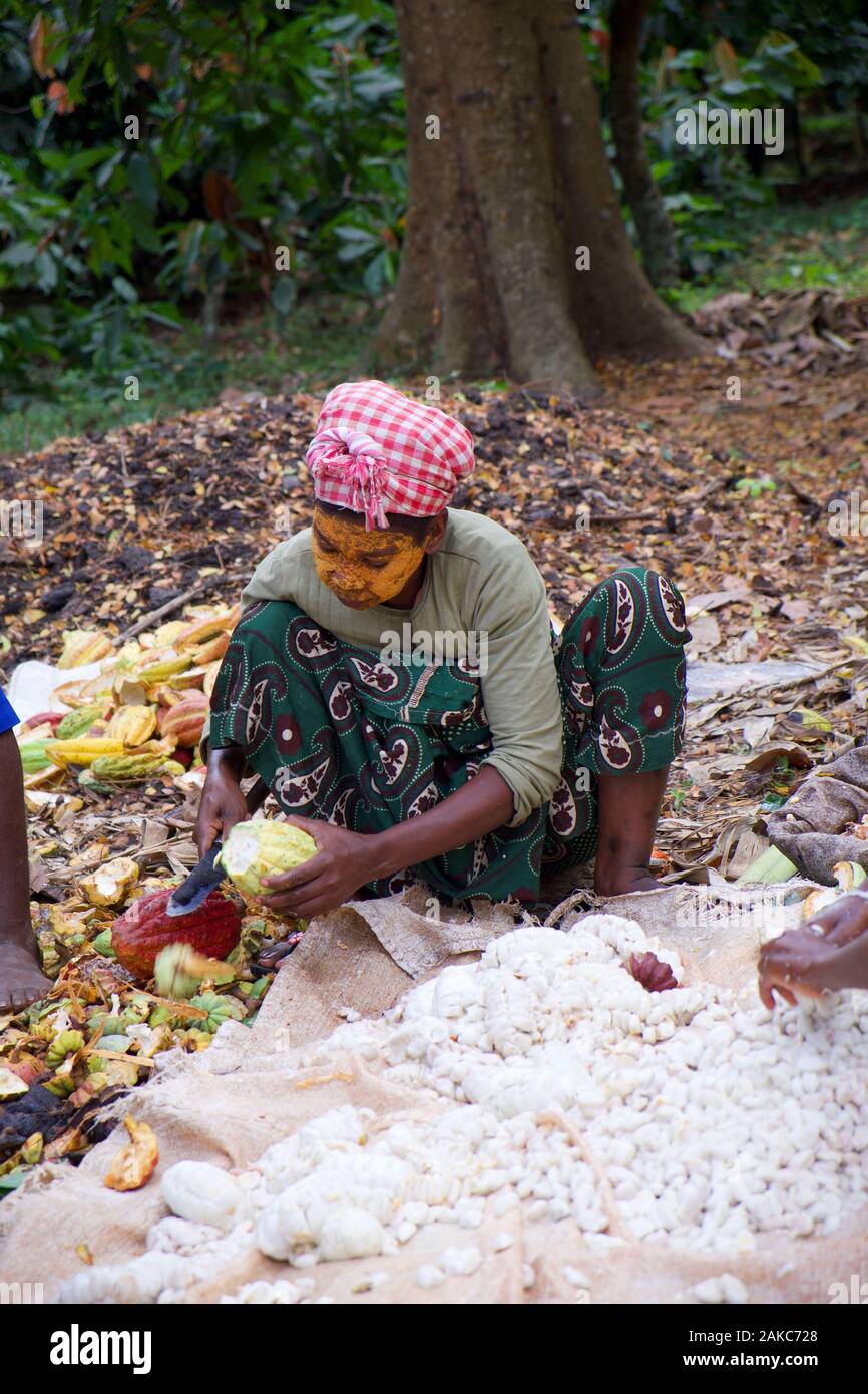 Madagascar, Antsiranana, Ankify, harvest of cocoa pods Stock Photo